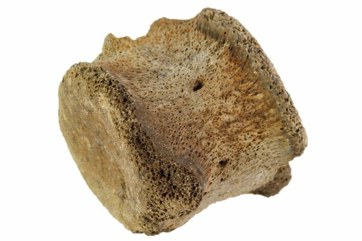 Fossil Reptile Vertebra - Judith River Formation #106820